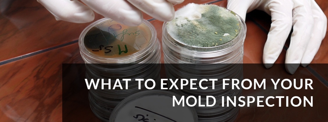 Mold Inspection by Elementary Property Inspections - Niagara Home Inspections