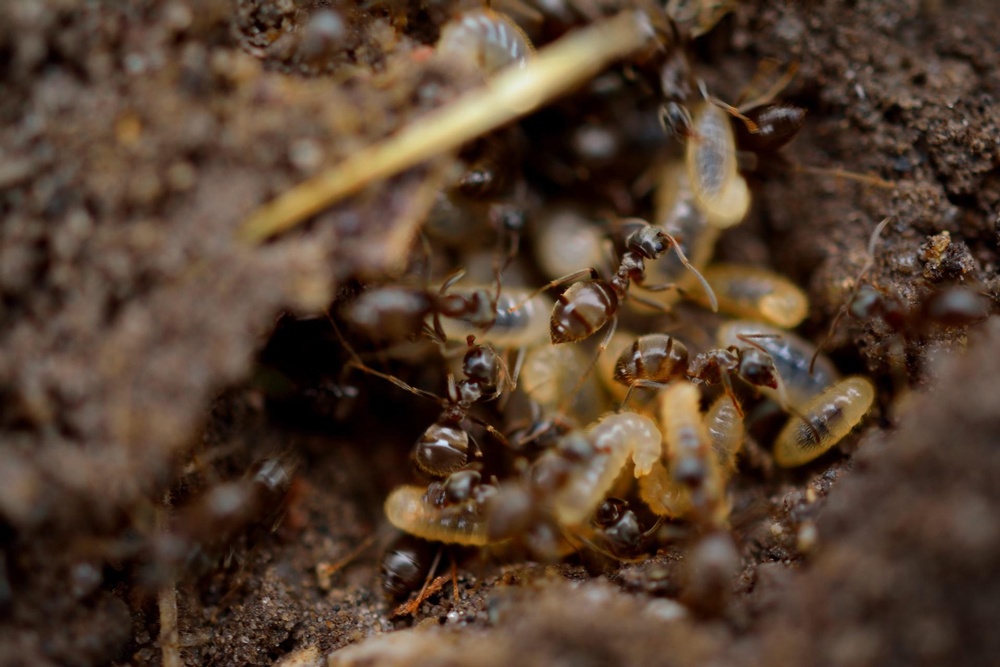 A bunch of termites in the ground.