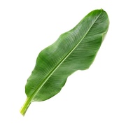 Buy Frozen Banana Leaves Online at Fresh Start Foods - Specialty Products Ontario