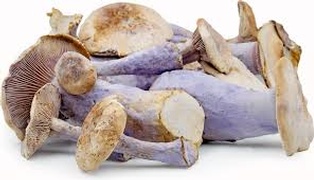 Buy Mushrooms Online at Fresh Start Foods - Specialty Products Alberta