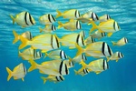 Yellow Fish under water in Aruba