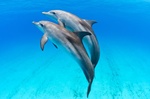Bahamas Destination Wedding & Vow Renewal with Dolphins 