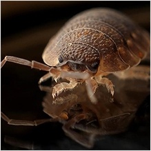 Heat Treatment for Bed Bugs by Bed Bug Exterminators - Houston Bed Bug Heaters