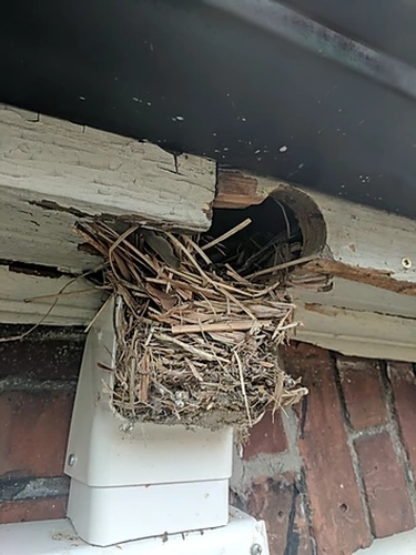 Bird Nest Removal Vaughan by Wildlife Damage Protection Services