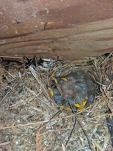 Birds Nest - Bird Removal Services Toronto by Wildlife Damage Protection Services