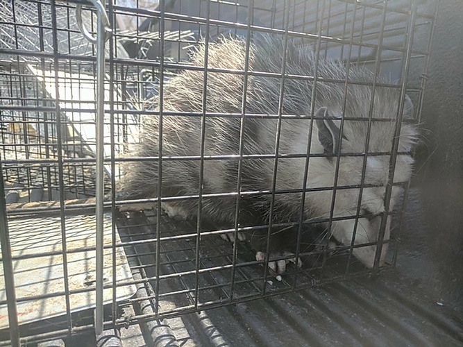 Possum Caged Safely - Possum Removal Brampton by Wildlife Damage Protection Services