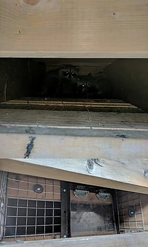 Raccoons Hidden - Raccoon Removal by Wildlife Removal Services Brampton