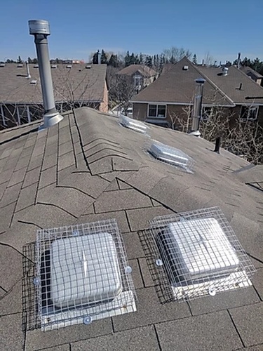 Roof Tile Raccoon Protection Toronto by Wildlife Removal Services
