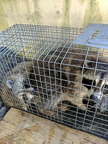 Raccoon Trap Cage by Wildlife Damage Protection Services - Raccoon Removal Services Mississauga