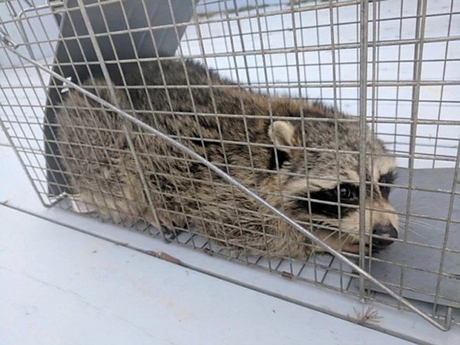 Racoon Rescue by Wildlife Damage Protection Services - Raccoon Removal Markham
