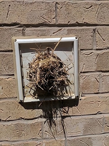 Nest - Bird Removal Services Mississauga by Wildlife Damage Protection Services