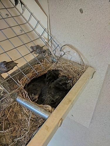 Birds Nest Rescued by Wildlife Damage Protection Services - Bird Removal Services Toronto