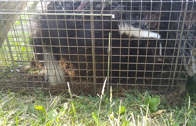 Skunk Caged - Skunk Removal Services Toronto by Wildlife Damage Protection Services