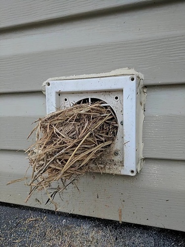 Bird Nest in the Residence - Bird Removal Services Vaughan by Wildlife Damage Protection Services