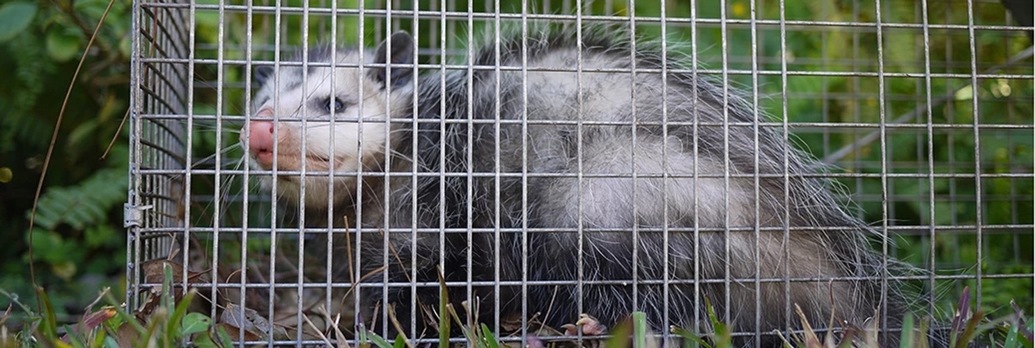Opossum Removal Toronto by Wildlife Damage Protection Services