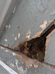 Damaged Wooden Beams - Animal Control Brampton by Wildlife Damage Protection Services