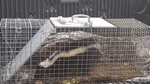 Skunk Trap by Wildlife Damage Protection Services - Squirrel Removal Services Toronto