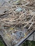 Birds Nest Sitting in the Residential Property - Bird Removal Services Toronto by Wildlife Damage Protection Services
