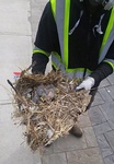 Birds Nest Removed Safely - Bird Removal Services Ajax by Wildlife Damage Protection Services 
