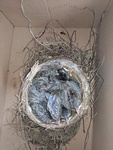 Bird Nest Rescued - Bird Removal Services Vaughan by Wildlife Damage Protection Services