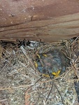 Birds Nest - Bird Removal Services Toronto by Wildlife Damage Protection Services