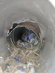 Birds Nest - Bird Removal Services Mississauga by Wildlife Damage Protection Services