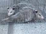 Possum Rescued and Placed in the Cage Safely - Possum Removal Services Mississauga by Wildlife Damage Protection Services
