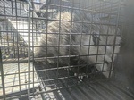 Possum Caged Safely - Possum Removal Brampton by Wildlife Damage Protection Services