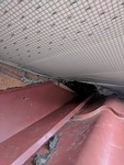 Roof Damage by Wildlife Removal Services - Raccoon Removal Services Markham