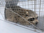 Racoon Rescue by Wildlife Damage Protection Services - Raccoon Removal Markham