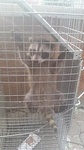 Raccoon Caged by Wildlife Damage Protection Services - Raccoon Removal Services Toronto