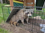 Raccoon Caged by Wildlife Damage Protection Services - Raccoon Removal Services Toronto