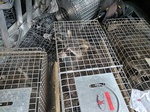 Safely and Humanely Capture Raccoons by Wildlife Damage Protection Services - Raccoon Removal Markham