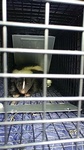 Skunk Removed and Caged Safely - Skunk Removal Services Markham by Wildlife Damage Protection Services