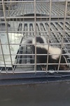 Skunk in Cage - Skunk Removal Services Toronto by Wildlife Damage Protection Services