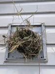 Nest in the House - Bird Removal Services Ajax by Wildlife Damage Protection Services