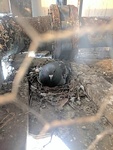 Bird Seated in the Nest - Bird Removal Services Vaughan by Wildlife Damage Protection Services