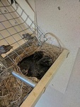 Birds Nest Rescued by Wildlife Damage Protection Services - Bird Removal Services Toronto