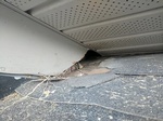 Residential Damage Caused by Birds Nests - Bird Removal Services Ajax by Wildlife Damage Protection Services