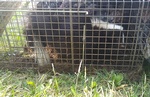 Skunk Caged - Skunk Removal Services Toronto by Wildlife Damage Protection Services