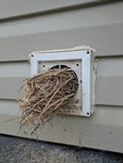 Bird Nest in the Residence - Bird Removal Services Vaughan by Wildlife Damage Protection Services