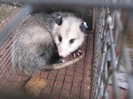 Possum Caged - Possum Removal Mississauga by Wildlife Damage Protection Services