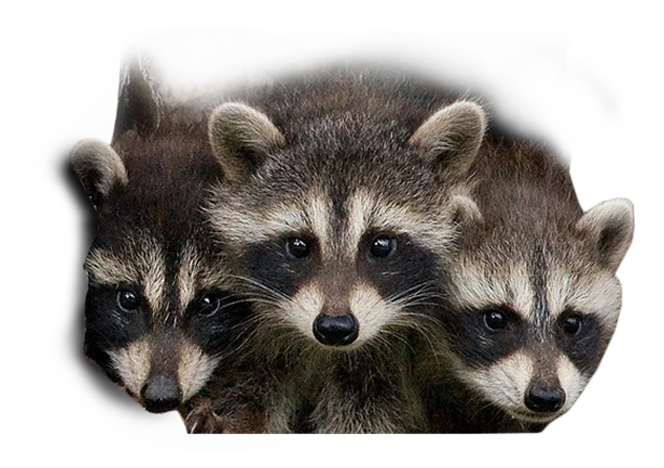 Wildlife Removal Services - Raccoon Removal Brampton