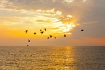 Birds Flying above River at sunset - Stress Relieving Art Photography Fenton by Coblitz Photographic Arts