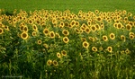 Sunflower Field - Stress Relieving Art Photography Ballwin by Coblitz Photographic Arts