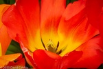 Beautiful Tulip Flower - Stress Relieving Art Photography Olivette by Coblitz Photographic Arts