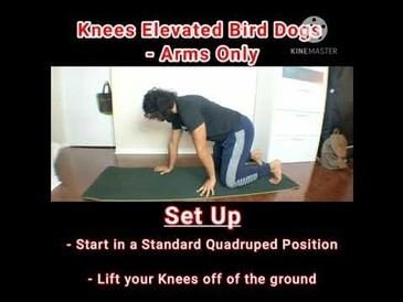 Bird Dogs Progression - Knees Elevated Bird Dogs - Arms Only