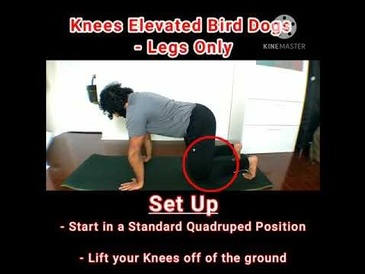 Bird Dogs Progression - Knees Elevated Bird Dogs - Legs Only