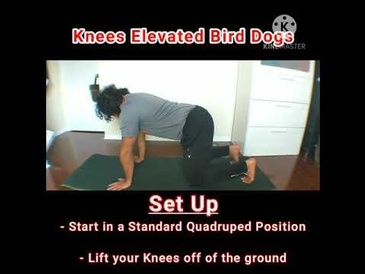 Bird Dogs Progression - Knees Elevated Bird Dogs