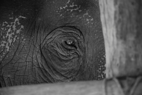 Elephant Eye - Travel Photography Milton by Matt Tibbo